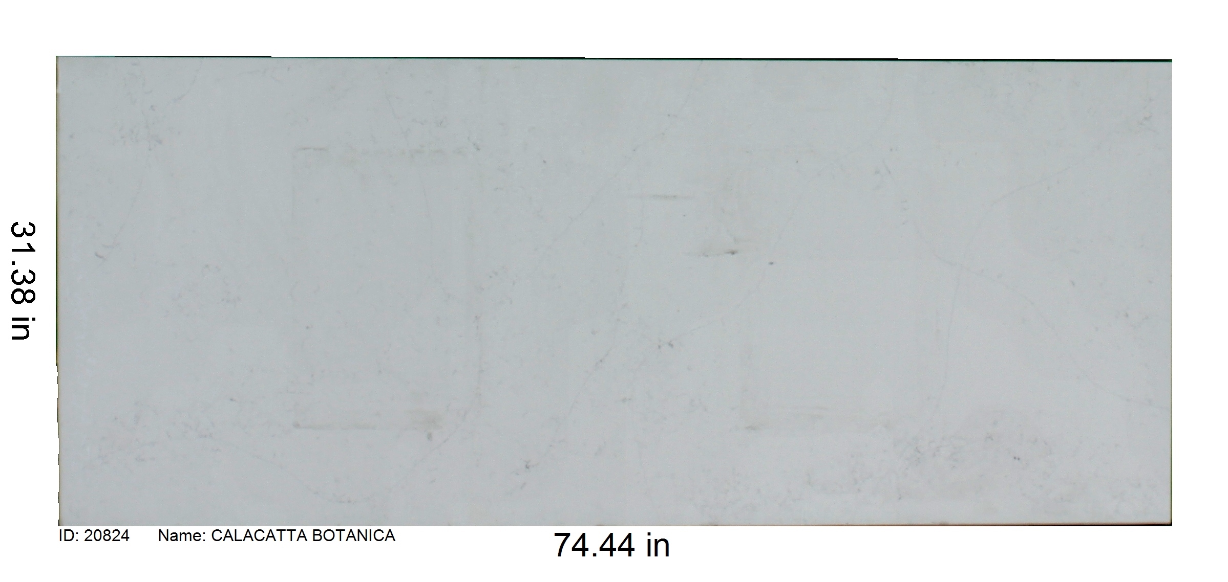 20824 - Calacatta Botanica